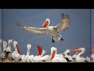 10 САМЫХ ОГРОМНЫХ ЖИВОТНЫХ НА ЗЕМЛЕ