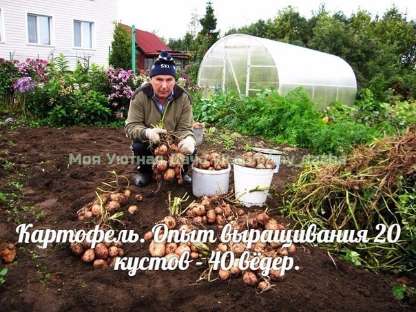 Картофель. Опыт выращивания 20 кустов - 40 вёдер. Можно ли вырастить с одного куста целое ведро картофеля Можно!!! И сейчас я вам расскажу как это сделать. Есть особенные секреты... ДелюсьЯ