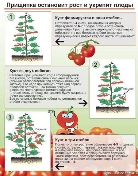 Зачем прищипывают томаты К моменту налива плодов на первой кисти нижние листья начинают желтеть, их периодически обрывают. Нижние листья должны быть удалены до соцветия, на котором начинают