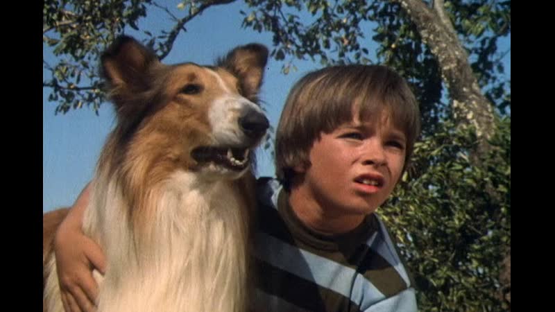 лесси срослась с диваном. колли в живописи 19 век. лэсси / lassie / 2005. лесси срослась с диваном. лесси сериал.